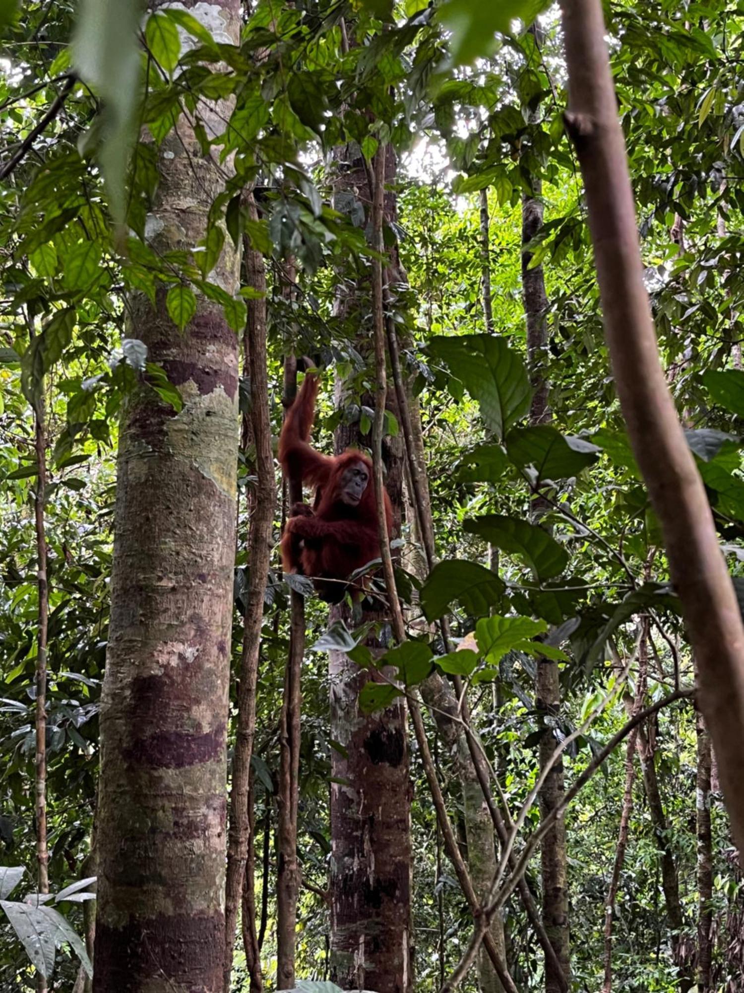 Charlys Little House Hotel Bukit Lawang Bagian luar foto