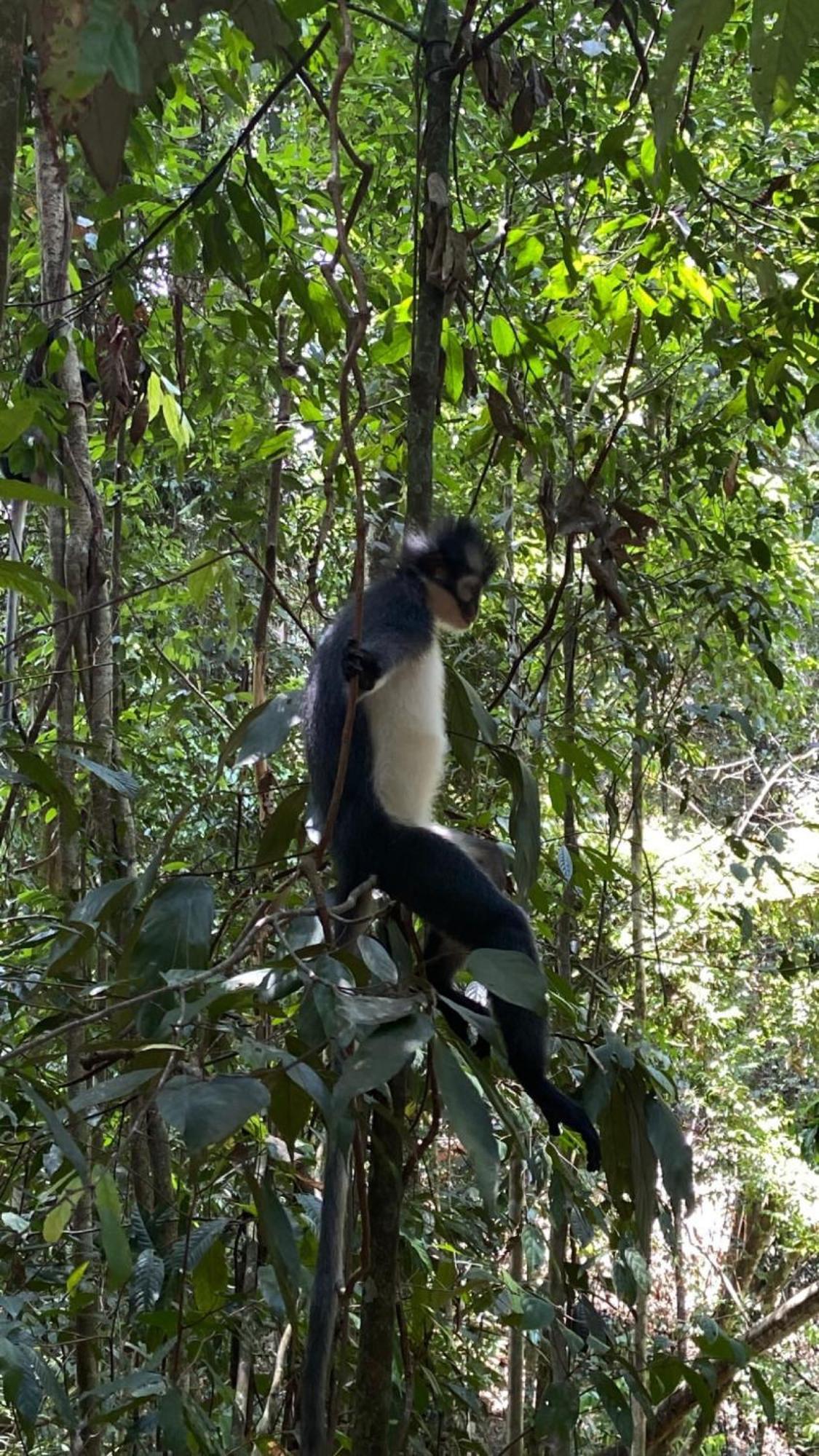 Charlys Little House Hotel Bukit Lawang Bagian luar foto