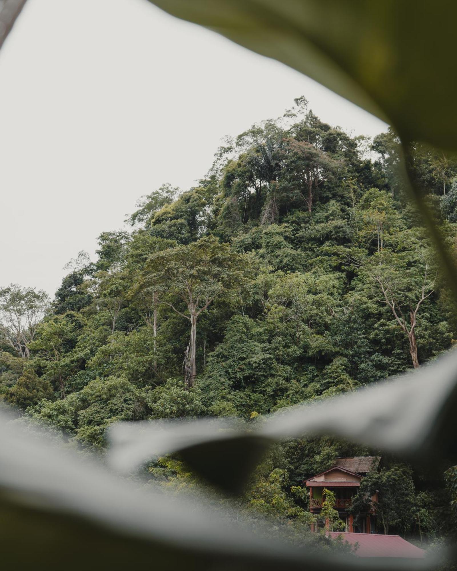 Charlys Little House Hotel Bukit Lawang Bagian luar foto