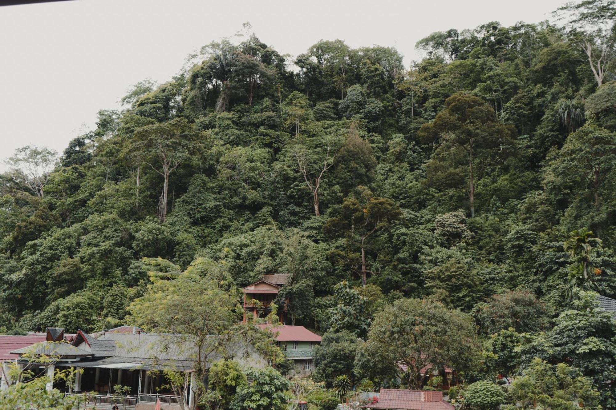 Charlys Little House Hotel Bukit Lawang Bagian luar foto